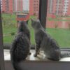 Cat Proof Screen - Black Edge / 100cm x 100cm (39" x 39"): image 2
